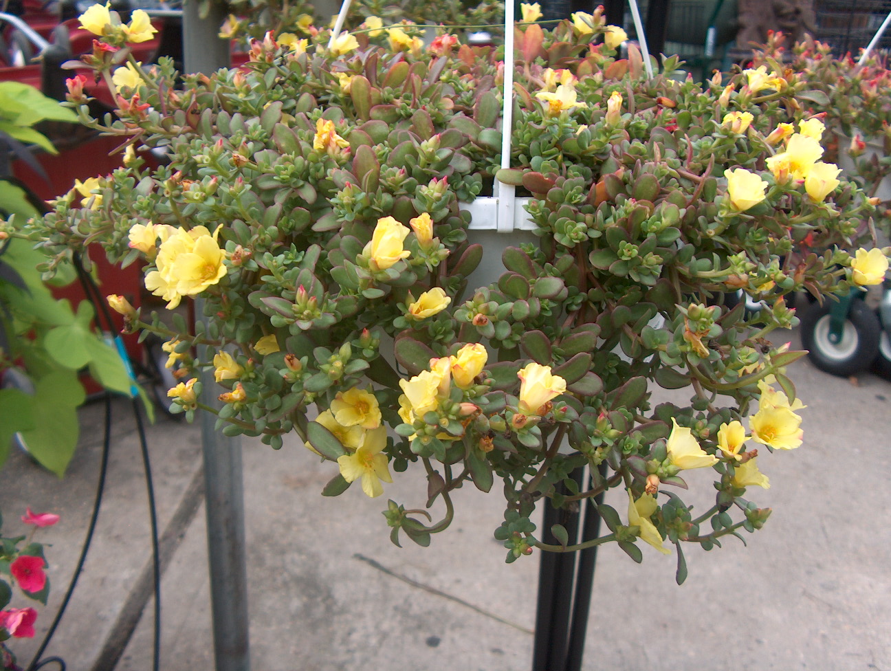 Online Plant Guide Portulaca oleracea / Purslane
